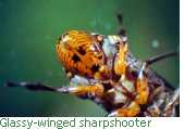 Glassy-winged sharpshooter