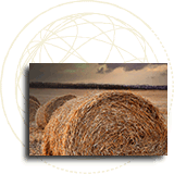 Issues covered by the WTO’s committees and agreements